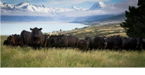 Unveiling the Superiority of New Zealand Grass Fed Beef Over its US Counterpart