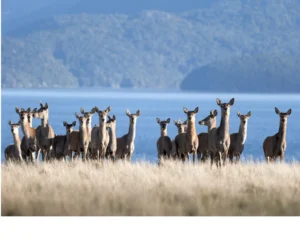 Organic Grass-Fed Venison Jerky?