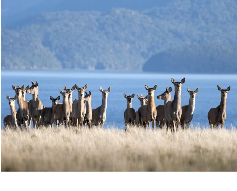 Organic Grass-Fed Venison Jerky?